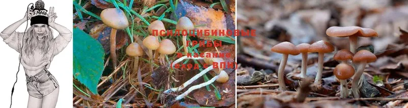 дарк нет клад  Дно  Галлюциногенные грибы MAGIC MUSHROOMS  гидра  